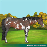 Horse Color:White Spotted Brown Sabino Rabicano