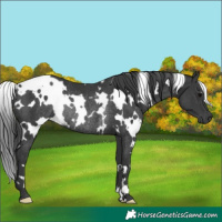Horse Color:White Spotted Black Rabicano 