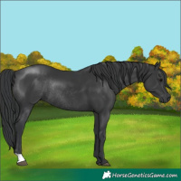 Horse Color:Black Rabicano 