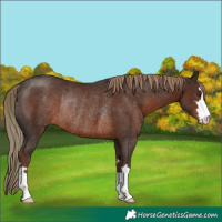 Horse Color:Liver Chestnut Rabicano 