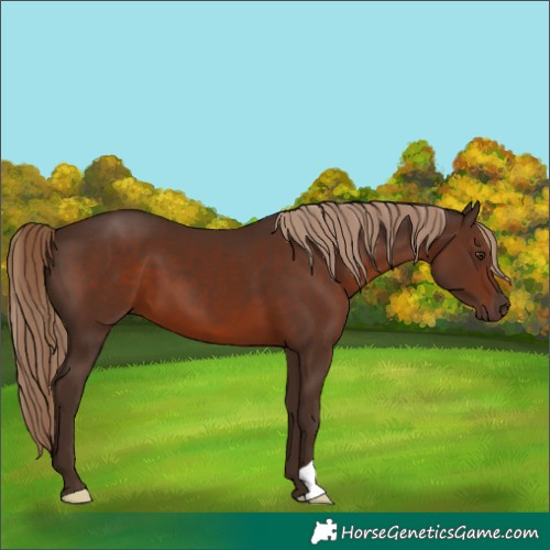 Horse Color:Liver Chestnut 