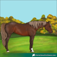 Horse Color:Liver Chestnut 