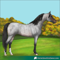 Horse Color:Brown Roan