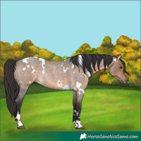 Horse Color:White Spotted Brown Roan Dun Rabicano 