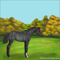 Horse Color:Black Rabicano 