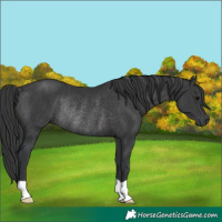 Horse Color:Black Rabicano