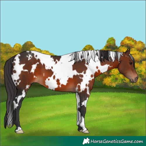 Horse Color:White Spotted Brown