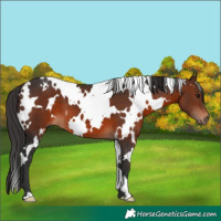 Horse Color:White Spotted Brown 