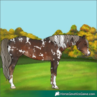 Horse Color:White Spotted Liver Chestnut 
