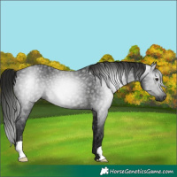 Horse Color:Gray Black 