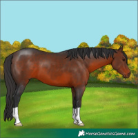 Horse Color:Brown 
