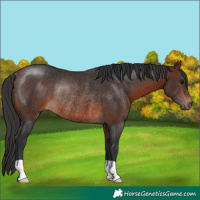 Horse Color:Brown Rabicano 