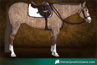 Horse Color:Liver Red Dun  and Liver Red Dun 
