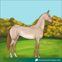 Horse Color:Red Dun Roan 