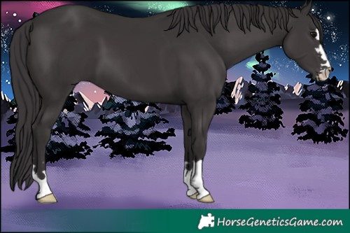 Horse Color:Smoky Black 