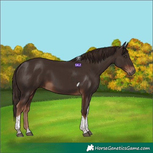 Horse Color:Liver Chestnut Tobiano