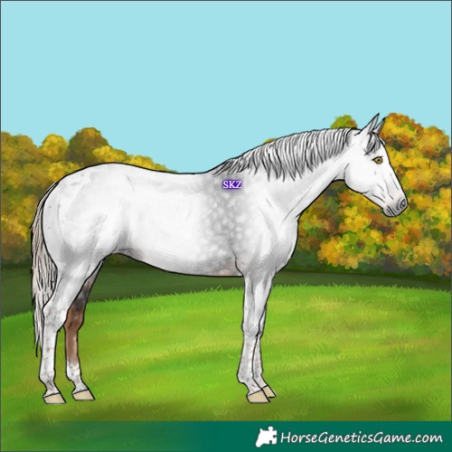 Horse Color:Gray Liver Chestnut Tobiano 