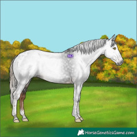 Horse Color:Gray Liver Chestnut Tobiano