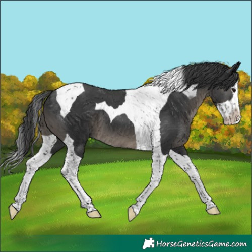 Horse Color:Black Splash Tobiano 