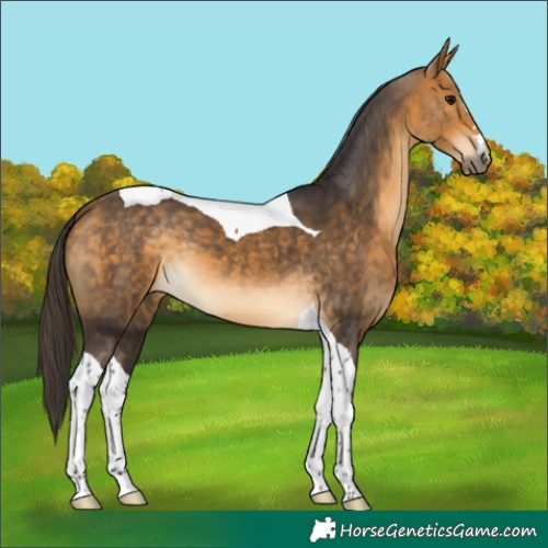 Horse Color:Buckskin Tobiano 