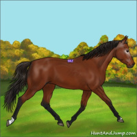 Horse Color:Gray Bay 