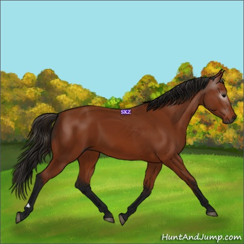 Horse Color:Gray Bay 