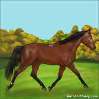 Horse Color:Gray Bay 