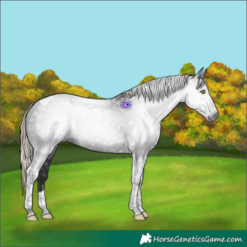 Horse Color:Gray Liver Chestnut Tobiano