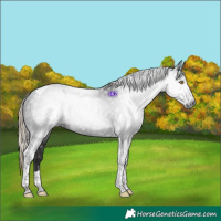 Horse Color:Gray Liver Chestnut Tobiano 