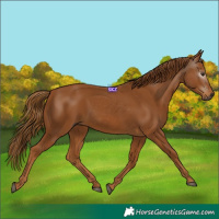Horse Color:Gray Chestnut 