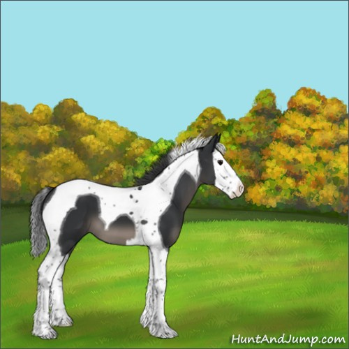 Horse Color:Black Splash Tobiano 