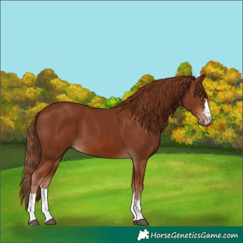 Horse Color:Chestnut 