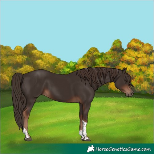 Horse Color:Liver Chestnut Tobiano 