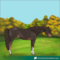 Horse Color:Liver Chestnut Tobiano