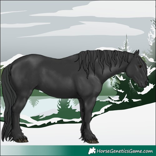Horse Color:Black 