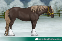 Horse Color:Liver Chestnut 