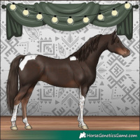 Horse Color:Liver Chestnut Tobiano
