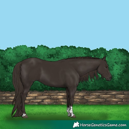 Horse Color:Liver Chestnut Tobiano