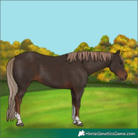 Horse Color:Liver Chestnut Tobiano 