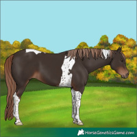 Horse Color:Liver Chestnut Tobiano 