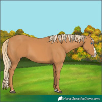 Horse Color:Chestnut Splash