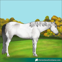 Horse Color:Gray Smoky Grullo Tobiano 