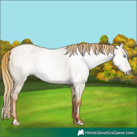 Horse Color:Gray Gold Champagne Roan Pearl Dun 