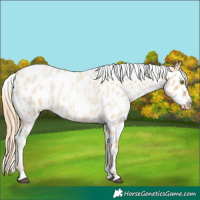 Horse Color:Red Dun Roan Pearl Near Leopard 