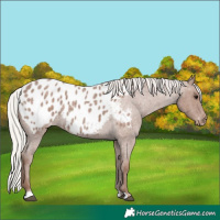 Horse Color:Silver Blue Roan Appaloosa 
