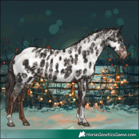 Horse Color:Liver Chestnut Tobiano Appaloosa