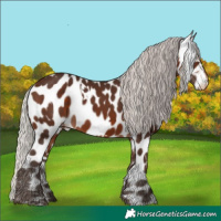 Horse Color:White Spotted Silver Brown Appaloosa