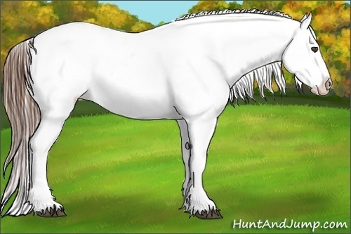 Horse Color:Red Dun Appaloosa 