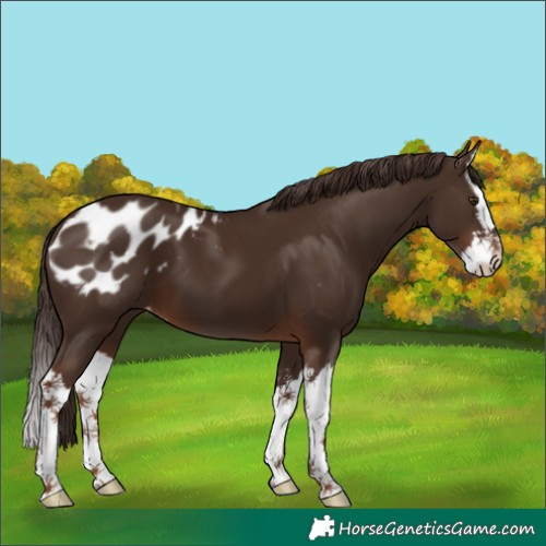 Horse Color:Liver Chestnut Sabino Splash Appaloosa