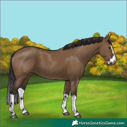 Horse Color:Gray Liver Red Dun Sabino Splash